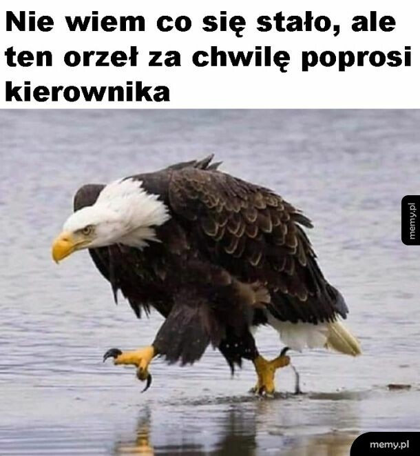Kierownik