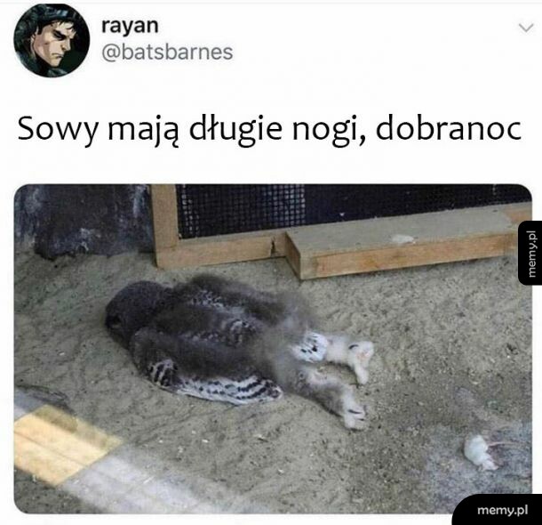 Sowy