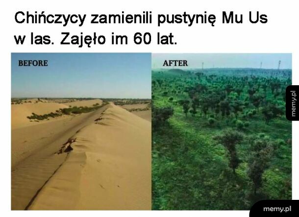 Z pustyni w las