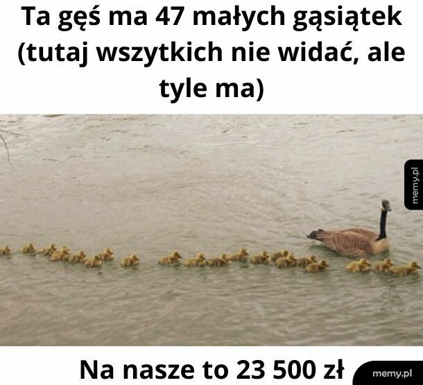 Gąsiątka/500plus