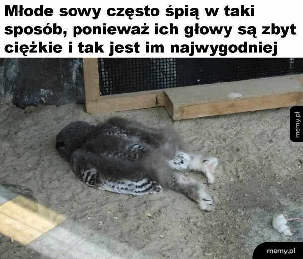 Sówka