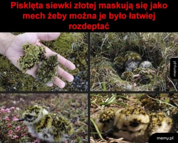 Pisklęta