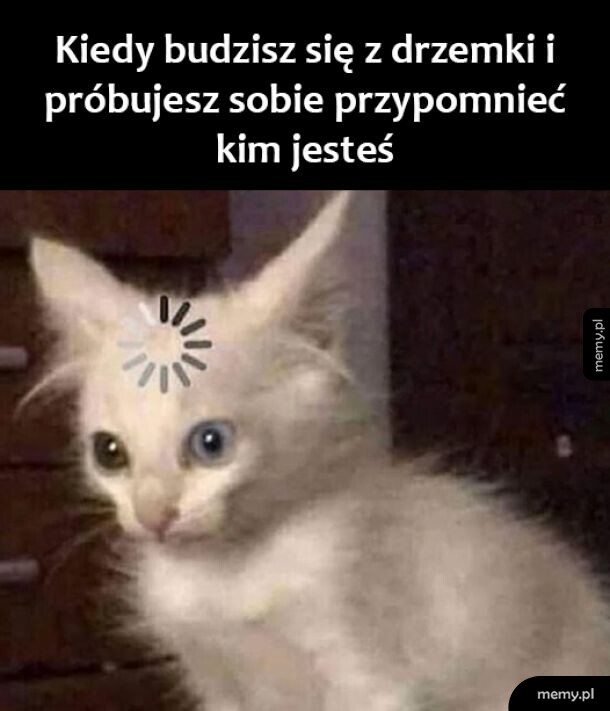 Drzemka