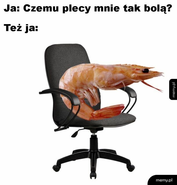 Plecy