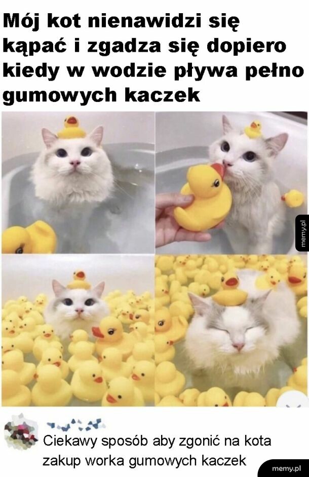Gumowe kaczki