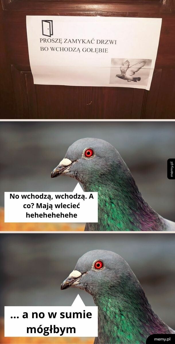 Kiedy zapomnisz, że jesteś gołębiem i potrafisz gołębiowe rzeczy