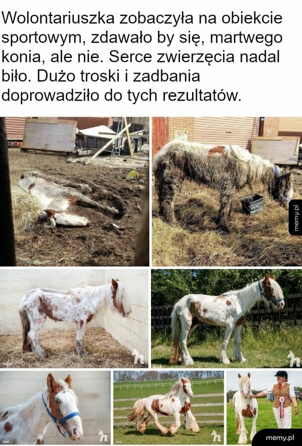 Konik szczęśliwy