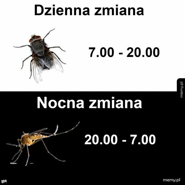 System zmianowy