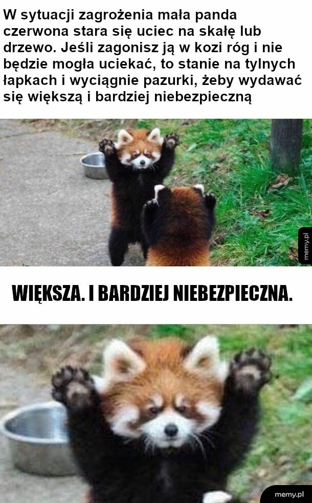 Jestem groźna wrau