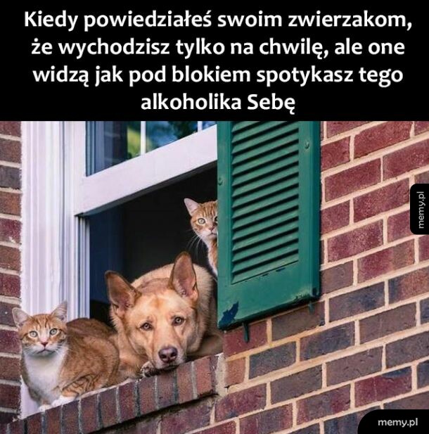 Zwierzaki
