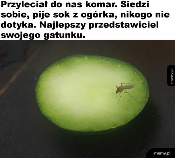 Dobry komarek
