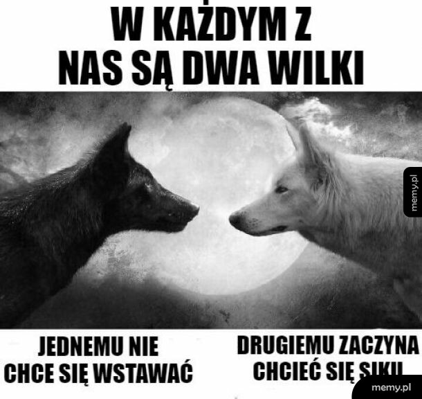 Dwa wilki