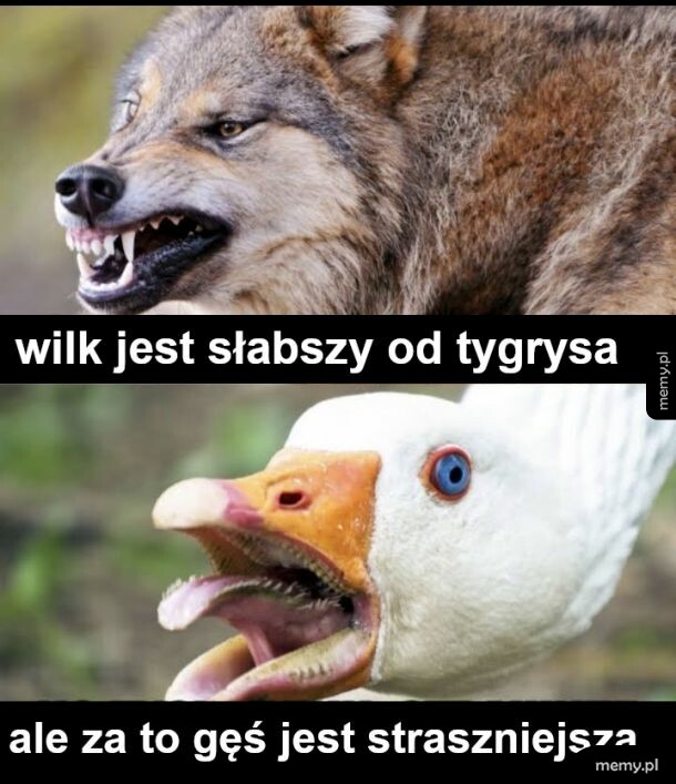 Zęby. Na. Języku. Boże uchowaj