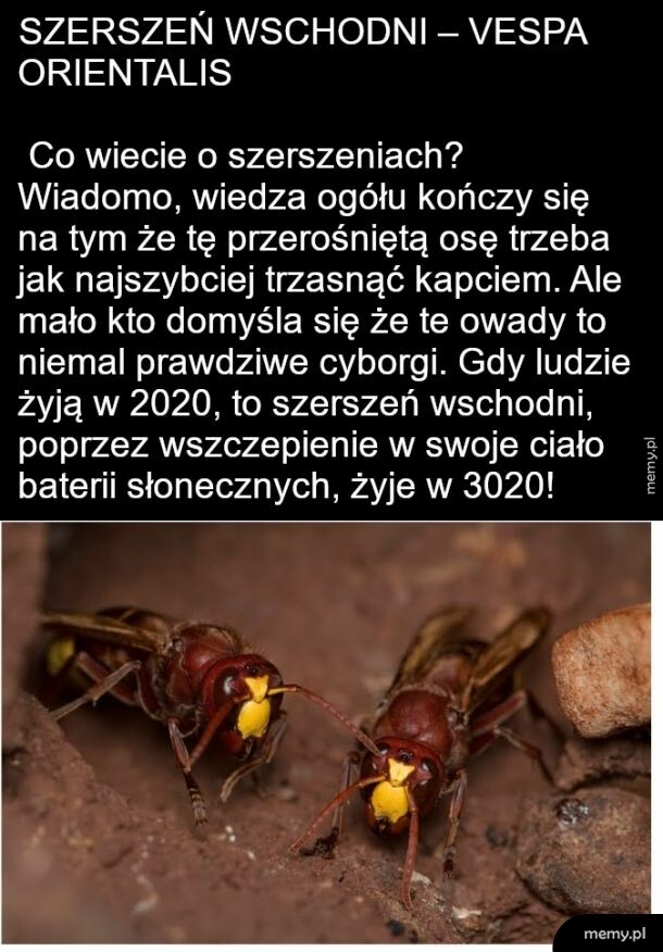 Szerszeń