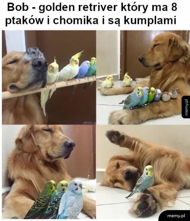 Zwierzyniec w domu