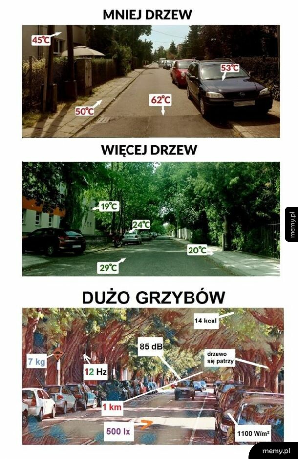 Dużo grzybów