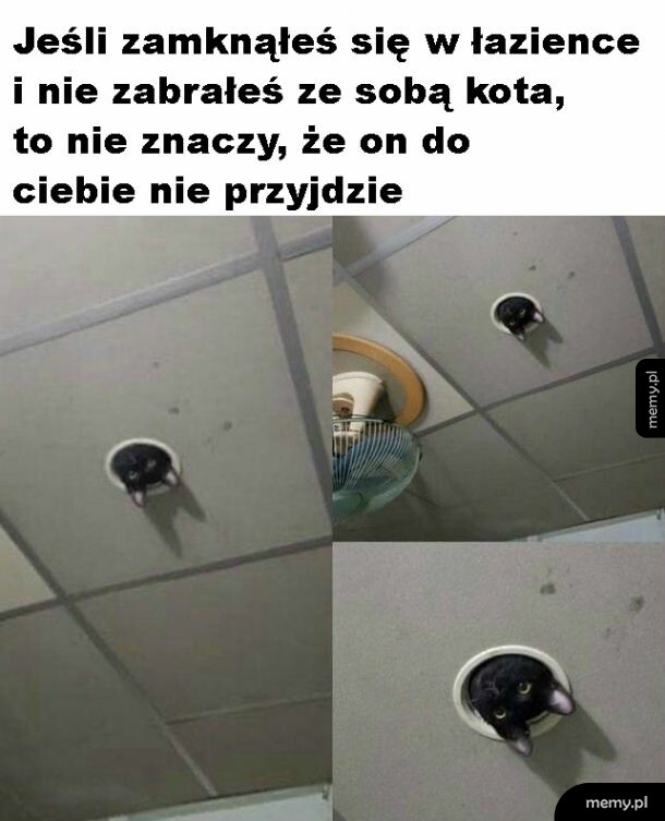 Kitku zawsze znajdzie sposób
