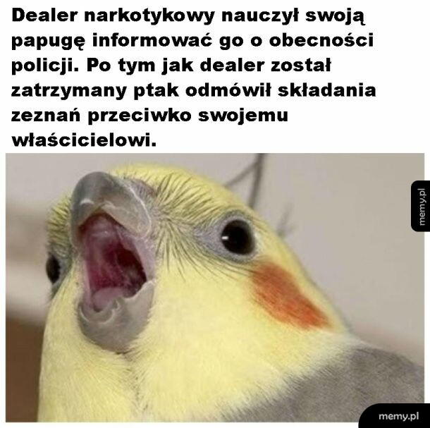 Papuga