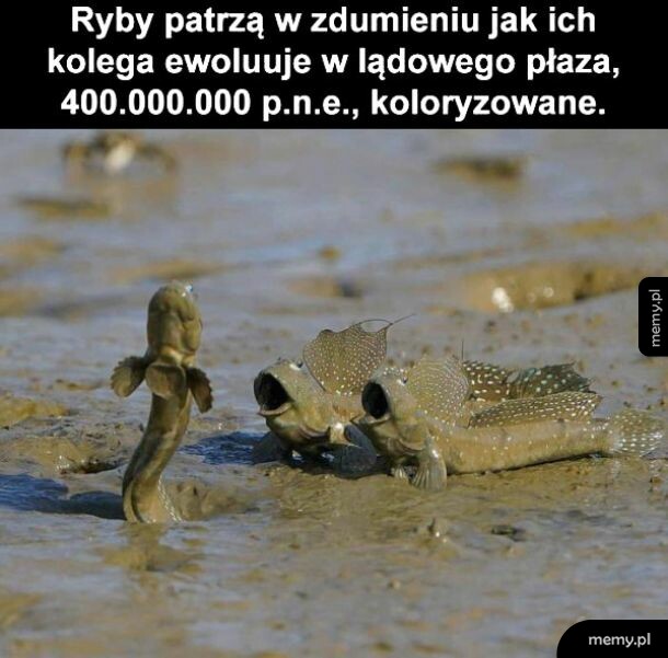 Ryby