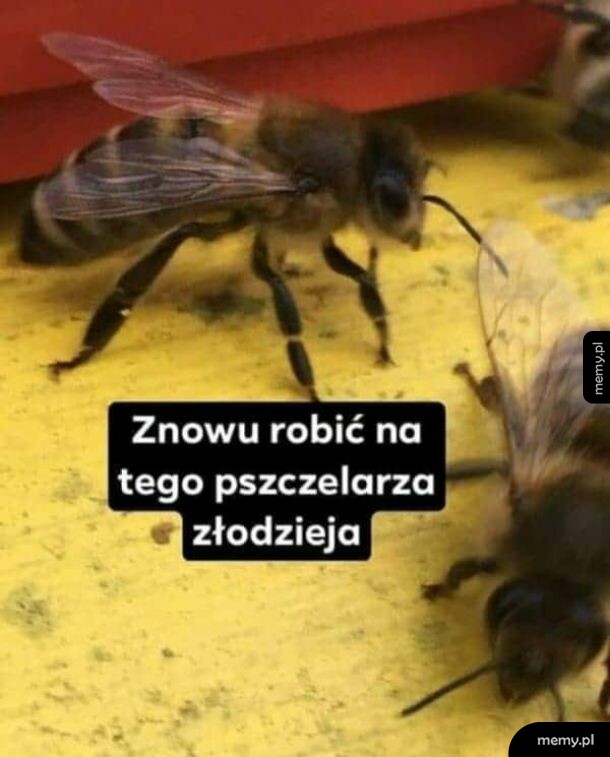 Pracowita pszczółka