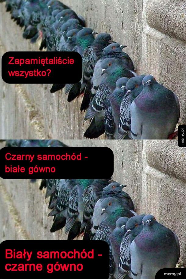 Zmowa gołębi