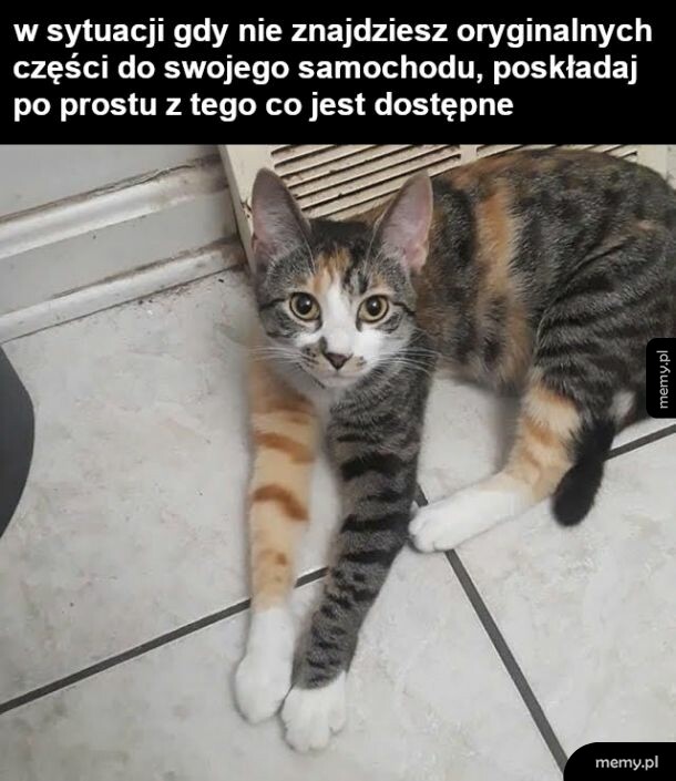 Kitku składak