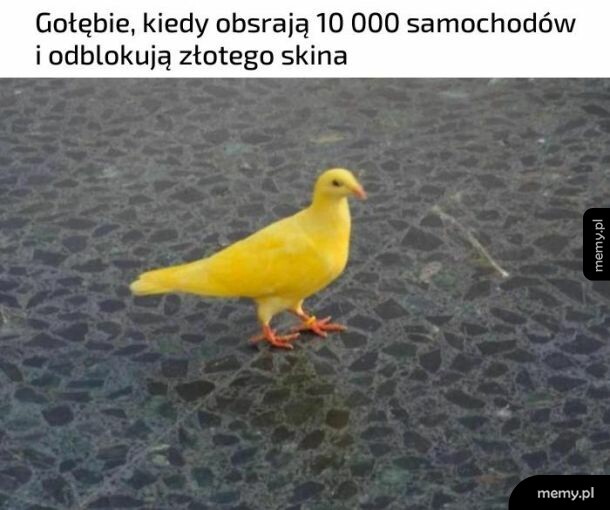 Gołębie