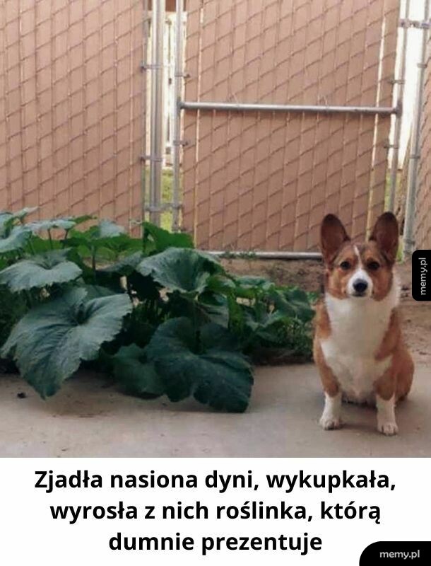 Ja to zrobiłam!