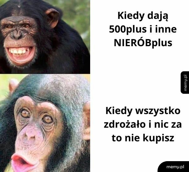 Małpy razem socjalne