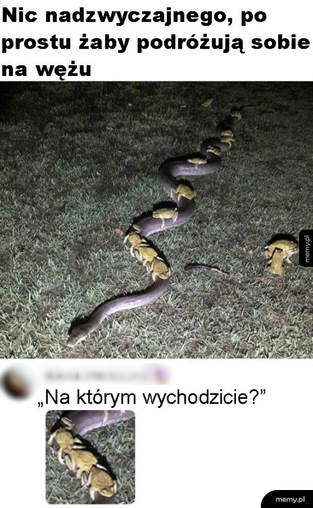 Szalone żaby