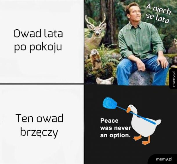 Owad