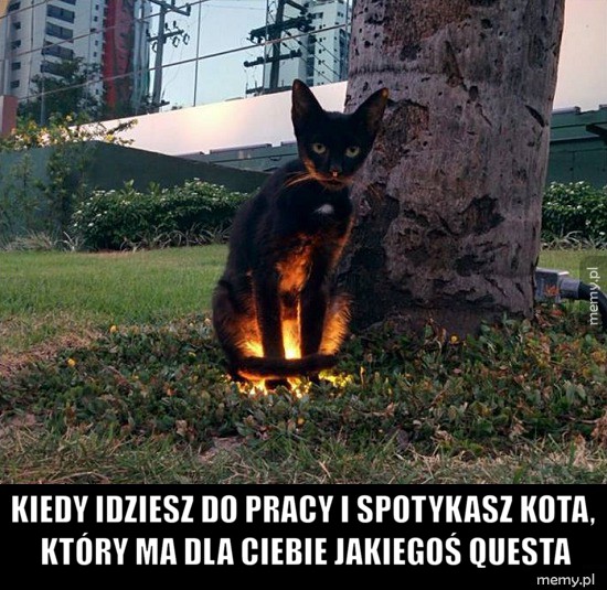 Poboczna misja od kotełka