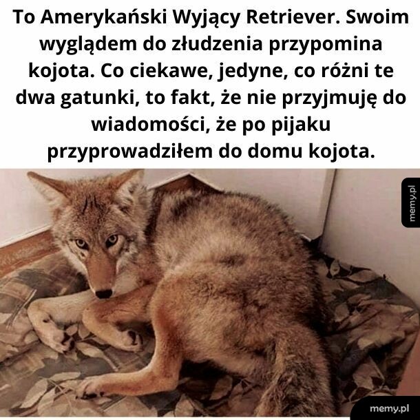 Kojot