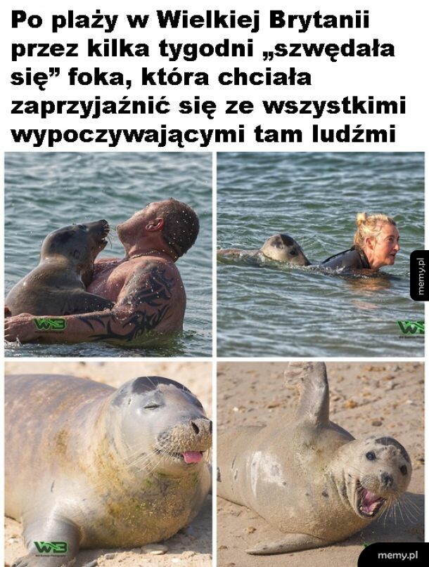Foka