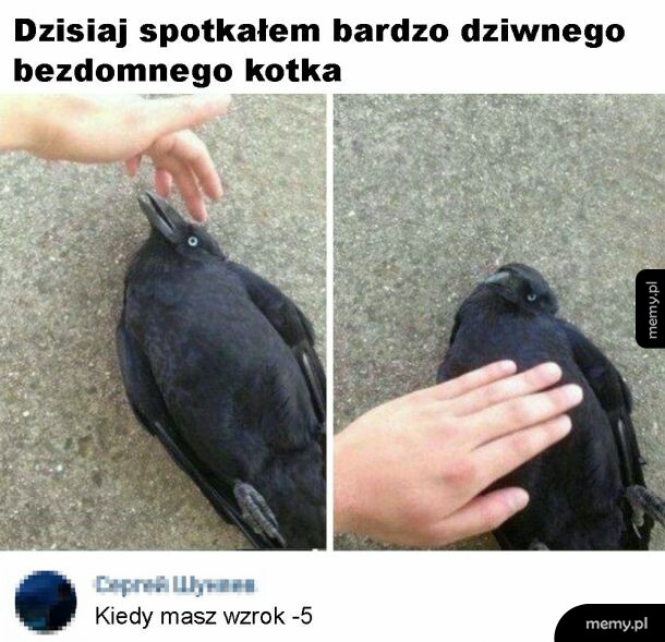 Kotek
