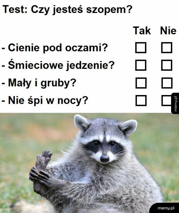 Czy jesteś szopem