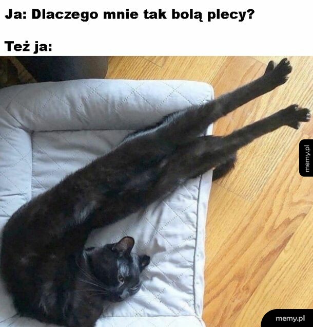 Plecy
