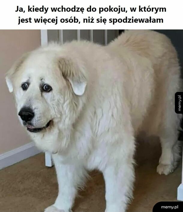 Dzień dobry