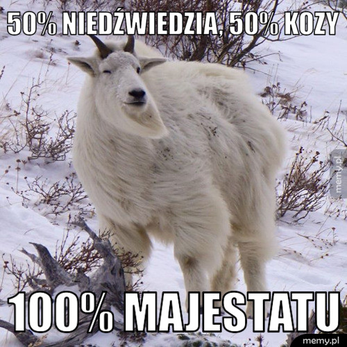 50% niedźwiedzia, 50% kozy
