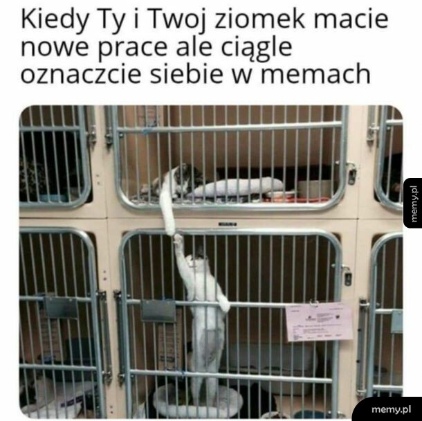 MemeFriends