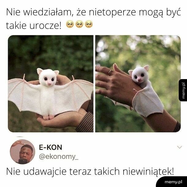 To wszystko przecież przez nietoperki