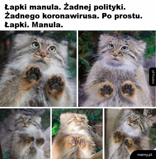Łapki manula
