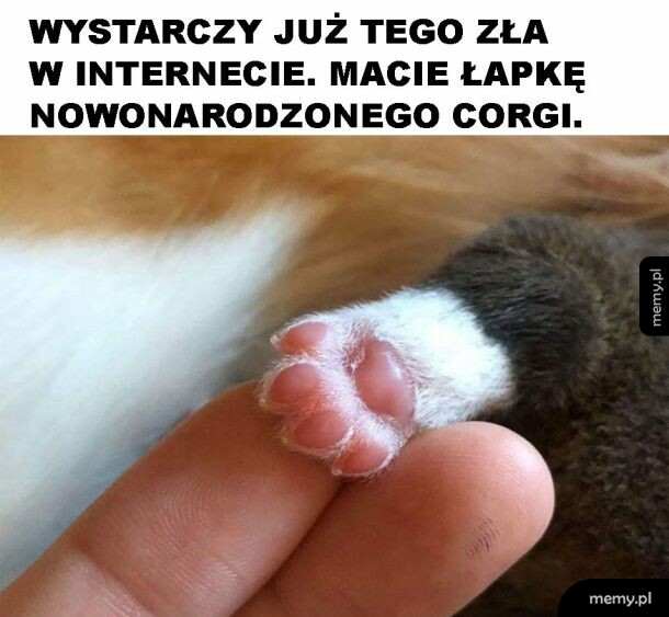 Słodka łapka