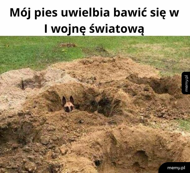 W końcu owczarek niemiecki... One to lubią