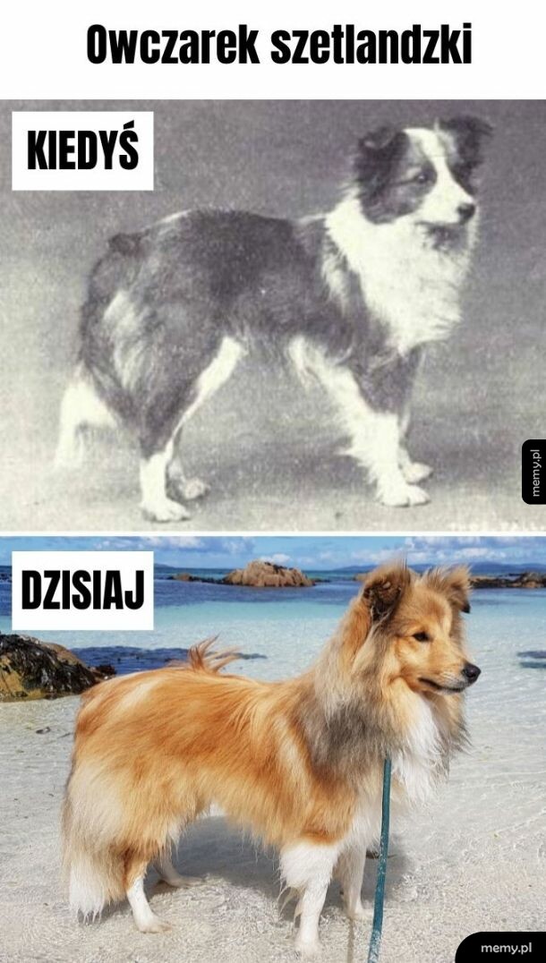 Owczarek