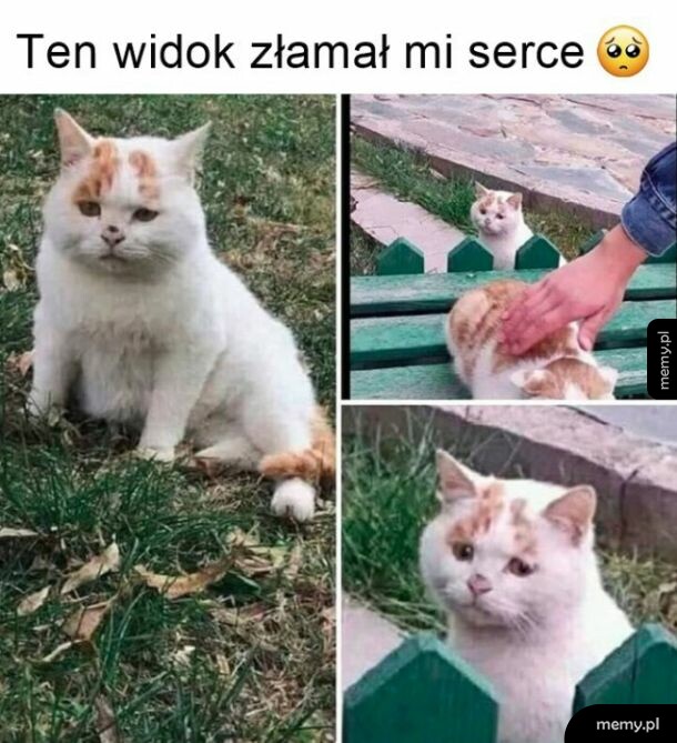 Biedny kotek
