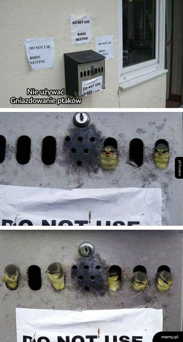 Ptaszki