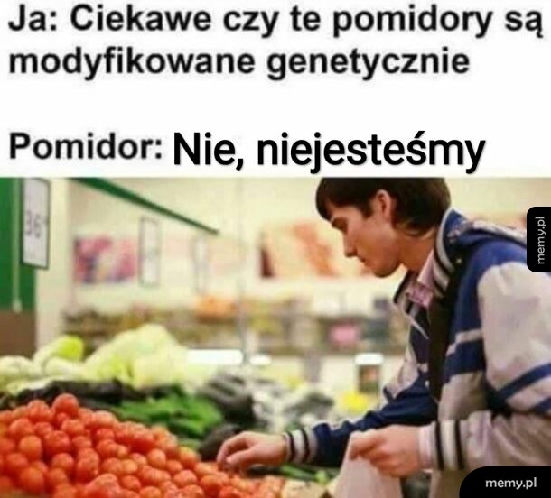Pomidor GMO