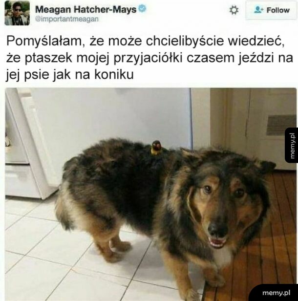 Ptaszek