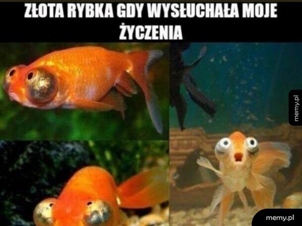 What the ....
